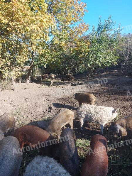 Szabadtartású sertés eladó