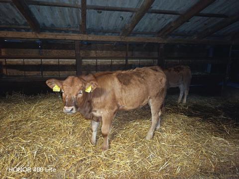 Eladó Limousin üszőborjú Eladó Limousin üszőborjú