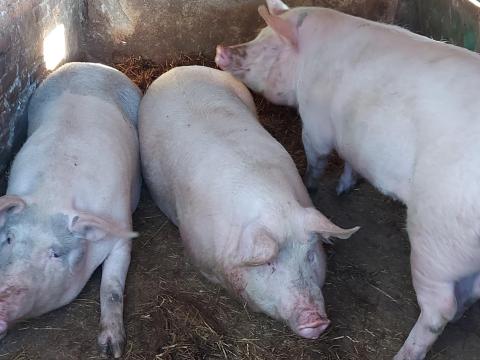 Hízó sertés eladó Hízó sertés eladó