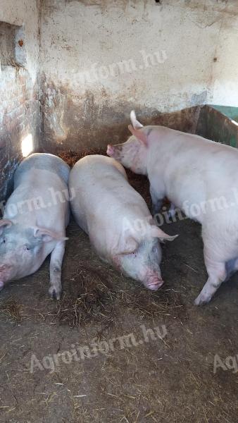 Hízó sertés eladó