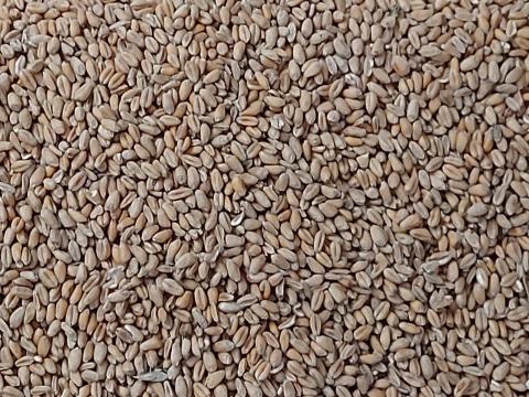 Búza, árpa, kukorica eladó Búza, árpa, kukorica eladó