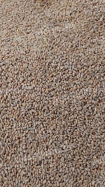 Búza, árpa, kukorica eladó