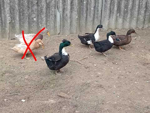 Eladó magyar kacsa és néma kacsa Nagygyimóton Eladó magyar kacsa és néma kacsa Nagygyimóton