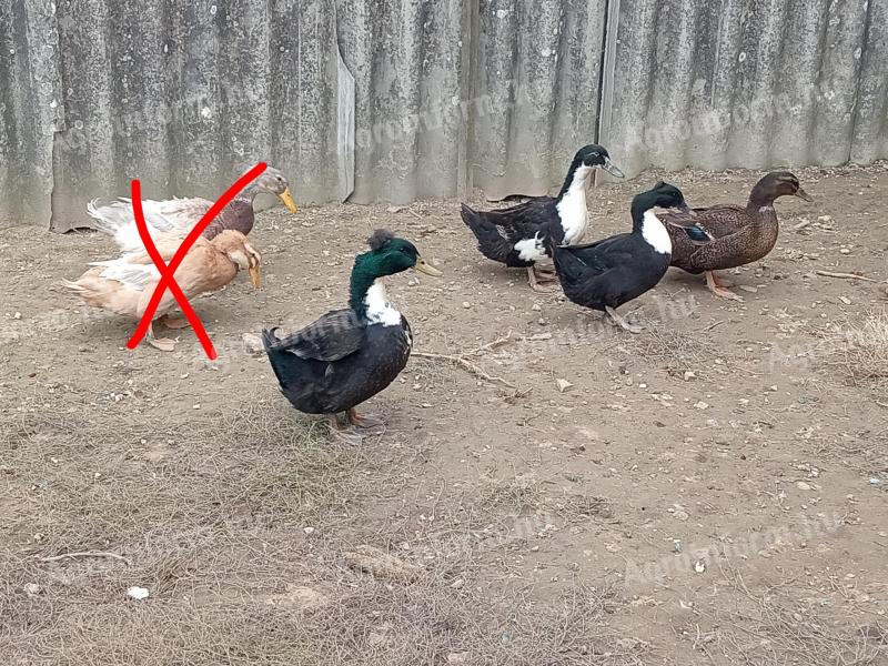 Eladó magyar kacsa és néma kacsa Nagygyimóton