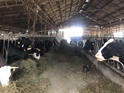 Eladó 14 db fejős tehén Eladó 14 db fejős tehén