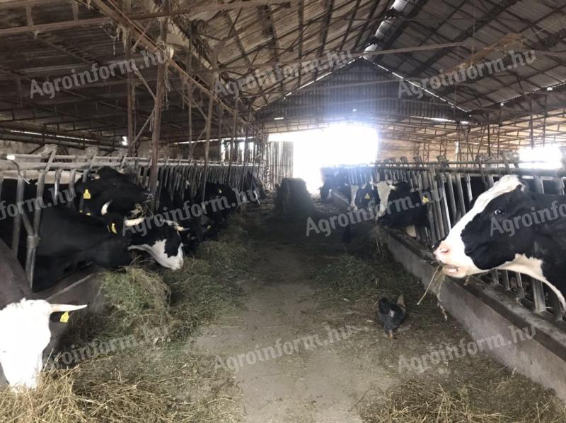 Eladó 14 db fejős tehén