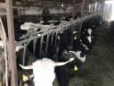 Eladó 14 db fejős tehén