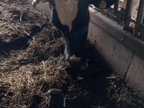 Vemhes tehén eladó Vemhes tehén eladó