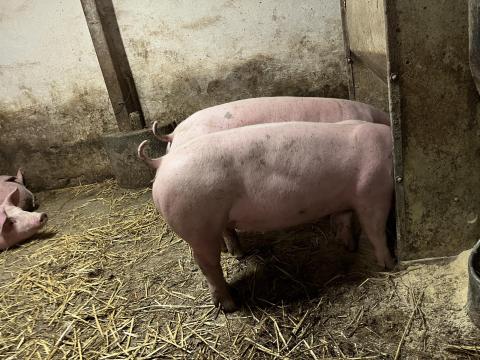 Süldő sertések eladók