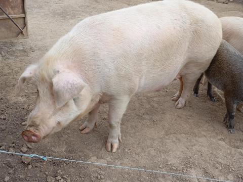 Kantott eladó Kantott eladó