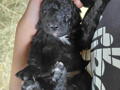 Mudi jellegű fekete kan kutya kölyök gazdit keres Mudi jellegű fekete kan kutya kölyök gazdit keres