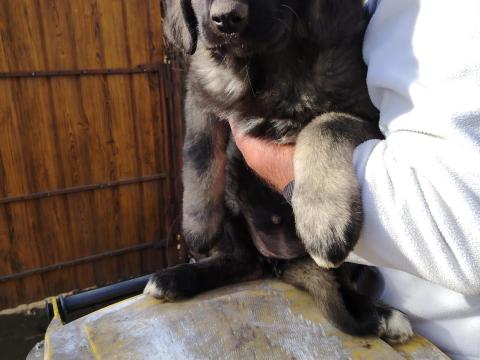 Kaukázusi fajtajellegű kutyakölykök első oltással, 10 hetesen gazdát keresnek Kaukázusi fajtajellegű kutyakölykök első oltással, 10 hetesen gazdát keresnek