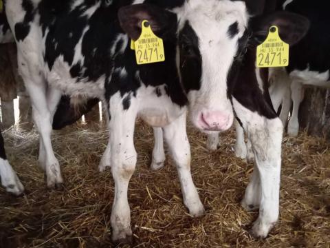 Borjúk eladók Borjúk eladók