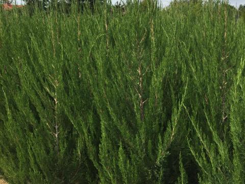 Spártai boróka termelőtől nagy méretben Spártai boróka termelőtől nagy méretben
