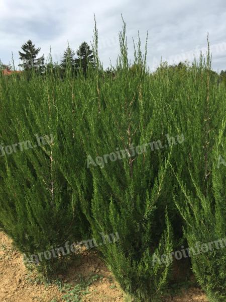 Spártai boróka termelőtől nagy méretben