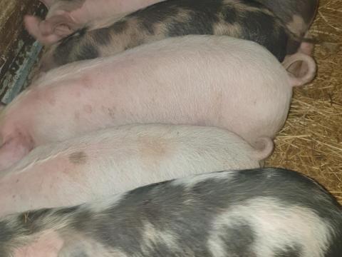 Eladó 7 db szép malac Eladó 7 db szép malac