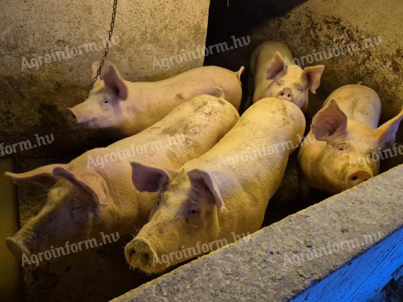 Hízó sertés eladó – kukoricán és búzán nevelt hússertés 140-170 kg