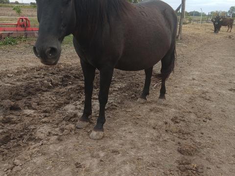 Eladó hucul tenyészkanca