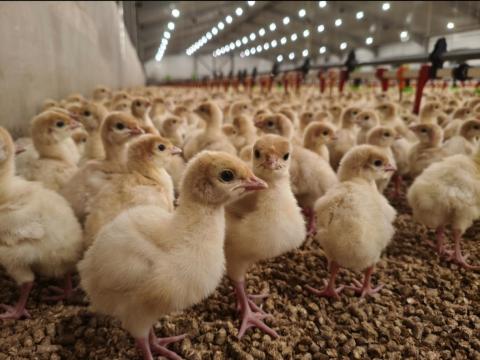 Baromfi gondozó munkatárs Jánosházán modern pulykafarmra Baromfi gondozó munkatárs Jánosházán modern pulykafarmra