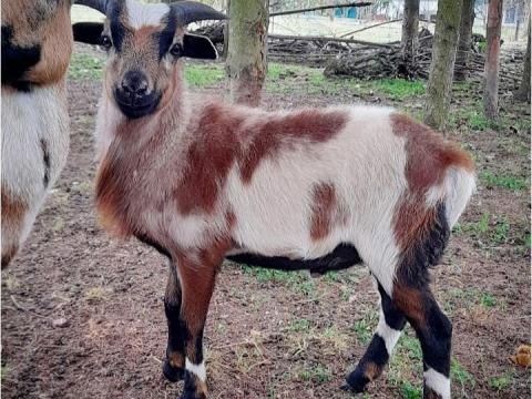 Kameruni kos, vagy kos + jerke eladó Zalaegerszeg Kameruni kos, vagy kos + jerke eladó Zalaegerszeg