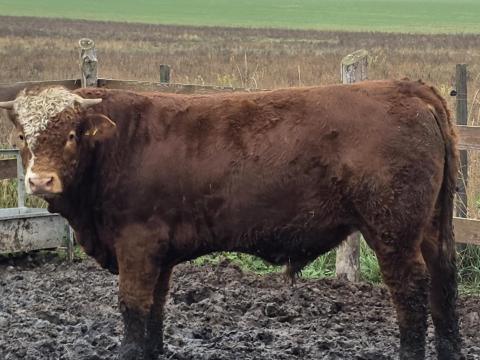 Eladó Limousin bikák Budapesten