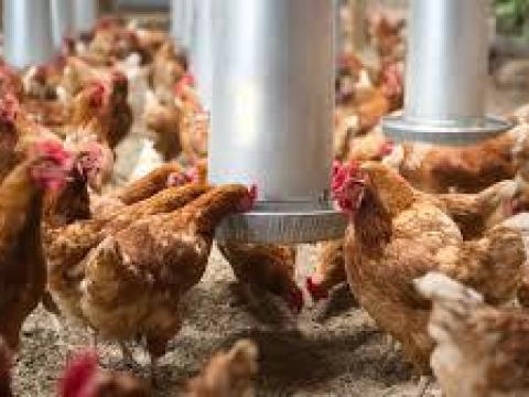 Telepvezető álláslehetőség baromfi telepen Telepvezető álláslehetőség baromfi telepen