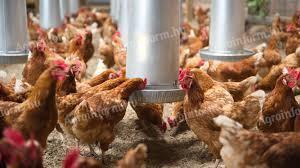 Telepvezető álláslehetőség baromfi telepen