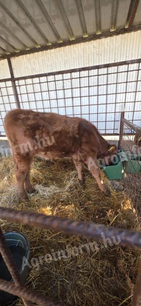 Eladó húshasznú üszőborjúk Budapesten