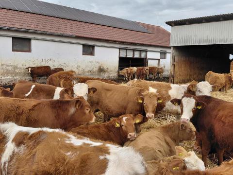 115 db növendék borjú eladó vegyes ivarban 115 db növendék borjú eladó vegyes ivarban