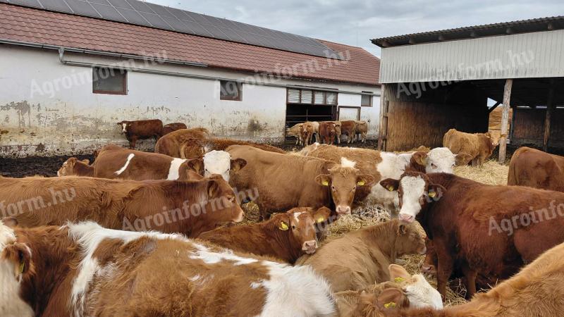 115 db növendék borjú eladó vegyes ivarban