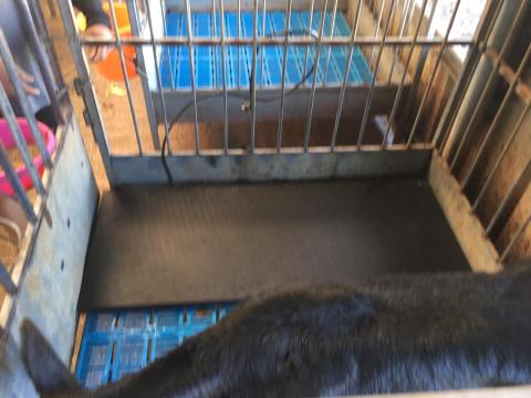 LSK Heat Pad – Reliable Heating Solution for Young Livestock LSK Heat Pad – Reliable Heating Solution for Young Livestock