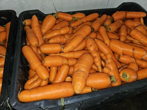 Mosott takarmány sárgarépa eladó Mosott takarmány sárgarépa eladó