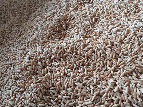 Tritikálé eladó Big-Bag zsákos kiszerelésben Tritikálé eladó Big-Bag zsákos kiszerelésben