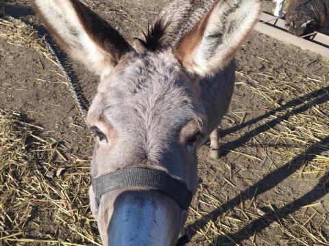 Csacsi eladó - 1 méter marmagasságú, szelíd, gyerekbarát Csacsi eladó - 1 méter marmagasságú, szelíd, gyerekbarát