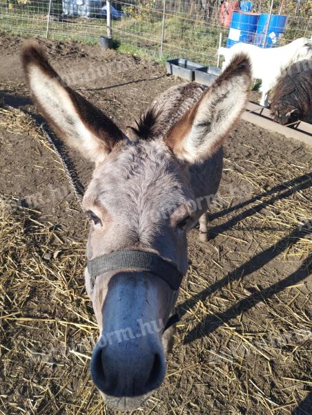 Csacsi eladó - 1 méter marmagasságú, szelíd, gyerekbarát