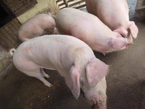 Hízó sertés eladó – tápmentesen tartott Hízó sertés eladó – tápmentesen tartott