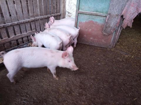 Választási malacok