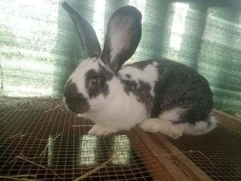 Eladó 1 éves hím német óriás és házi nyúl keverék Eladó 1 éves hím német óriás és házi nyúl keverék