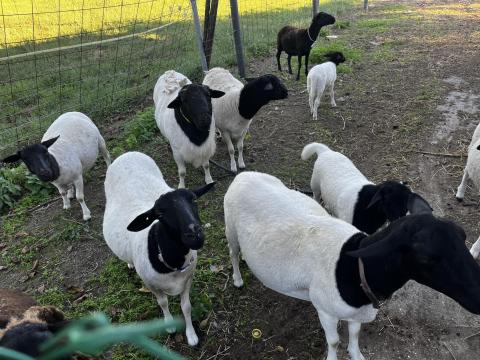 Dorper juhok eladók