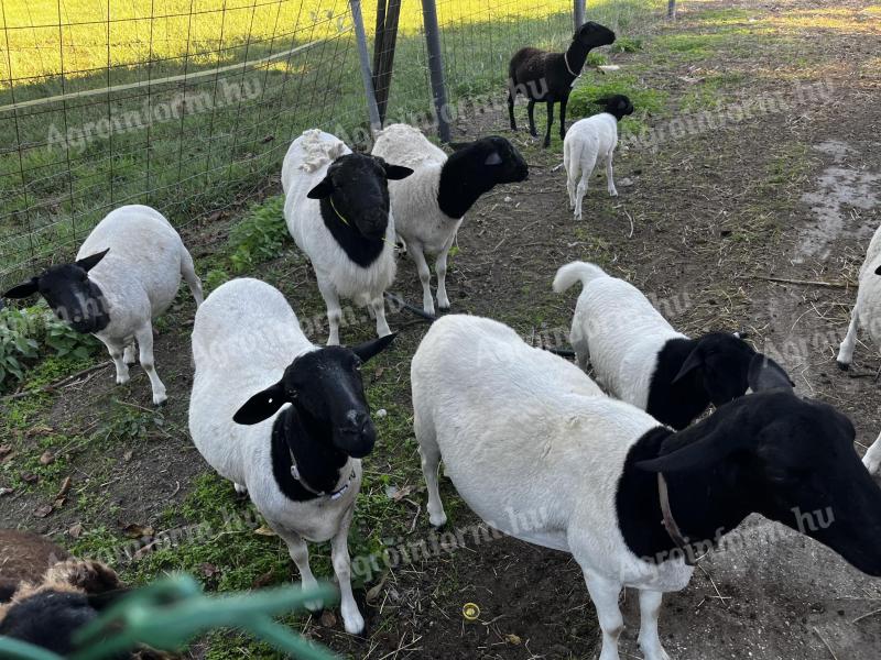 Dorper juhok eladók