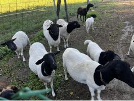 Dorper juhok eladók