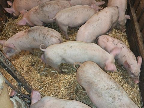 Sertés, malac, süldő eladó