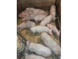 Sertés, malac, süldő eladó