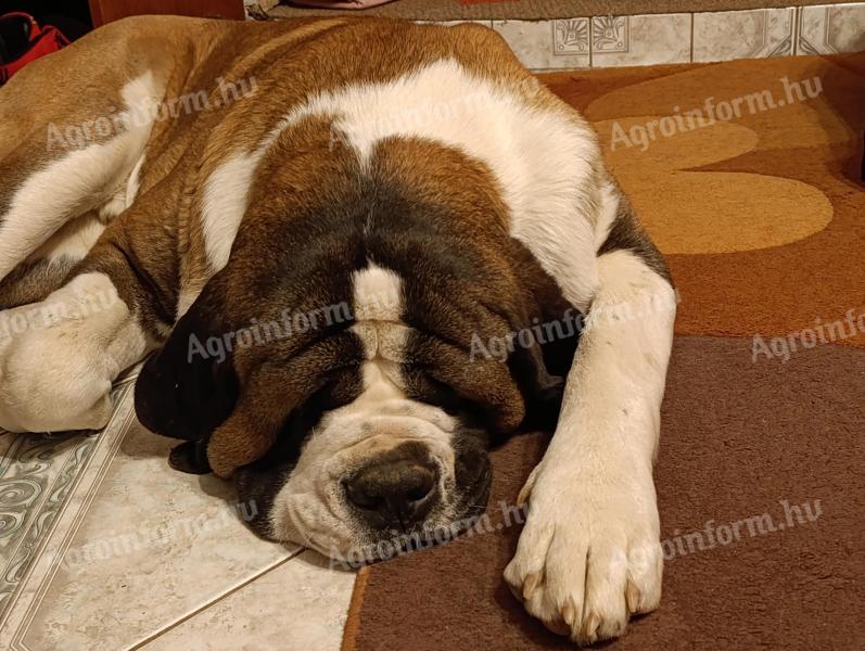 Bernáthegyi kan barátnőt keres