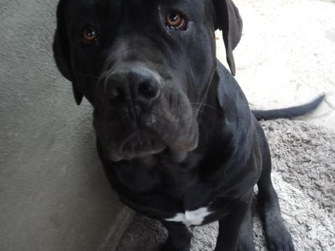 Cane corso kan fedeztetésre