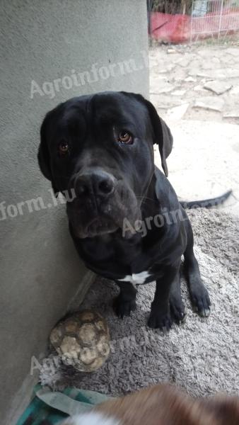 Cane corso kan fedeztetésre