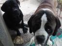 Cane corso kan fedeztetésre