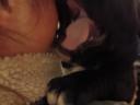 Cane corso kan fedeztetésre