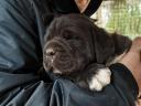 Cane corso kan fedeztetésre