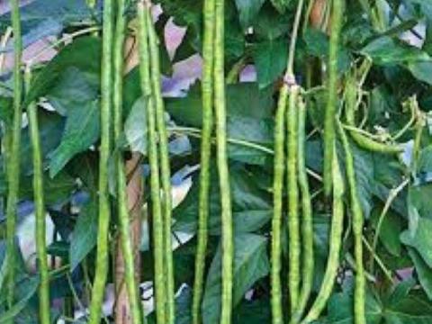 Méteres zöldbabmag eladó – szálkamentes, hosszú hüvelyű zöldbabmag Úriban